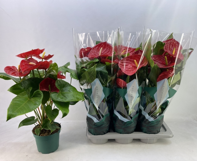 ANTHURIUM AREBO P17