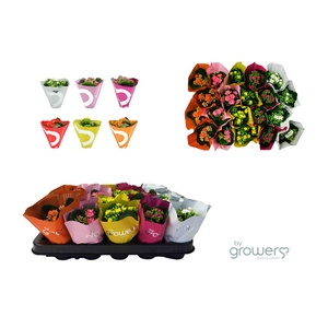 KALANCHOE BLOSSFELDIANA 'MINI' P6 WIT