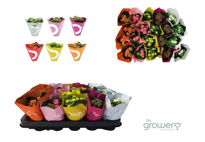 <h4>KALANCHOE BLOSSFELDIANA 'MINI' P6 WIT</h4>