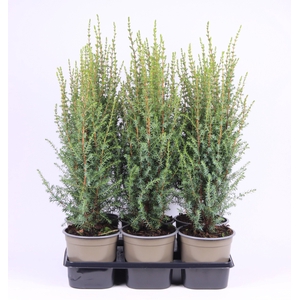 Juniperus communis 'Arnold'