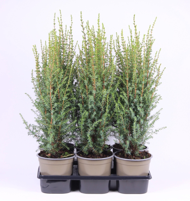 <h4>Juniperus communis 'Arnold'</h4>