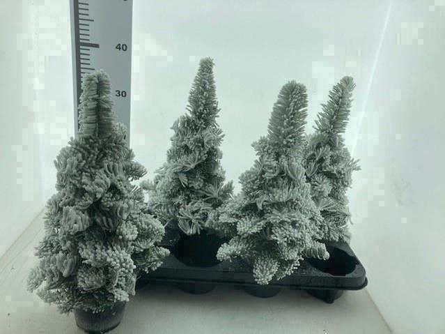 <h4>Sneeuwboom H%</h4>