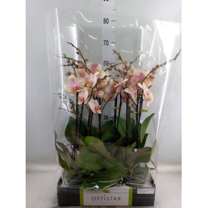 Phalaenopsis   ...orange
