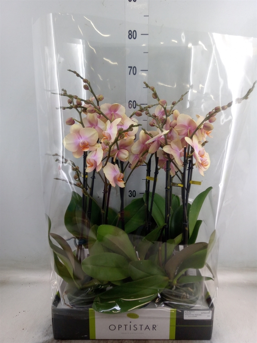 <h4>Phalaenopsis   ...orange</h4>