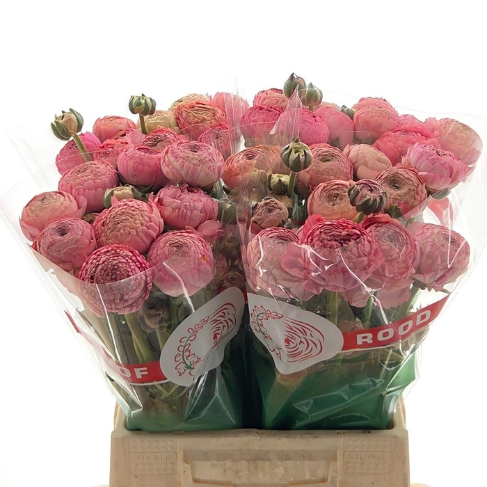 <h4>Ran Aazur Antique Rose</h4>