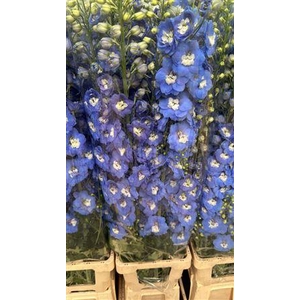 Delph El Cent Skyblue