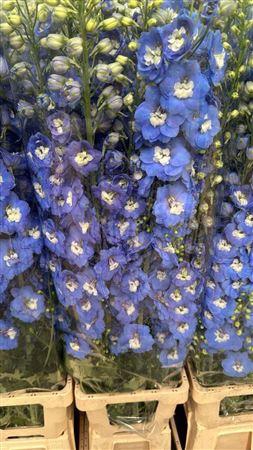 <h4>Delph El Cent Skyblue</h4>