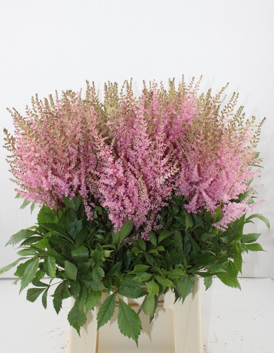 <h4>ASTIL AR ERIKA</h4>