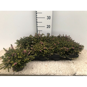 Erica dar. Kramer's Rote