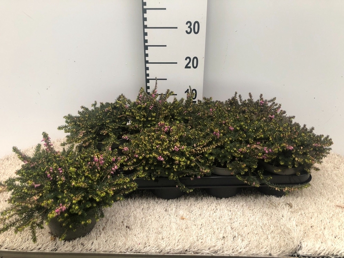 <h4>Erica dar. Kramer's Rote</h4>