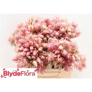 Serruria Ayoba Rising Star