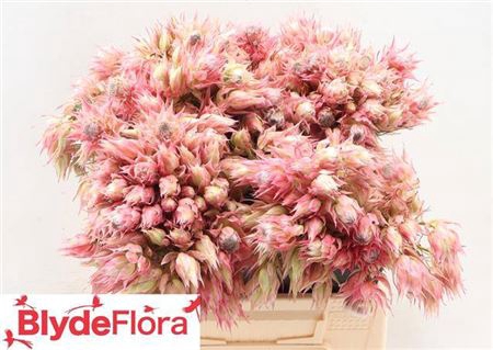 <h4>Serruria Ayoba Rising Star</h4>