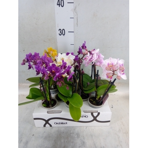 Phalaenopsis   ...mini