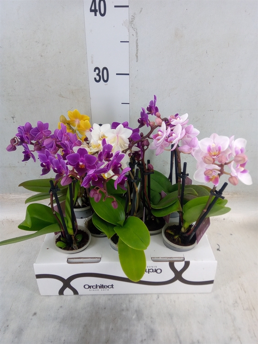 <h4>Phalaenopsis   ...mini</h4>