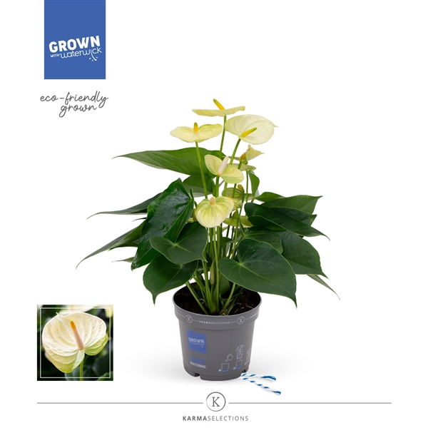 <h4>Mimesis Anthurium KARMA Lime - 12cm</h4>