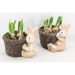 arr4 Narcis RN - Basket Bunny x5