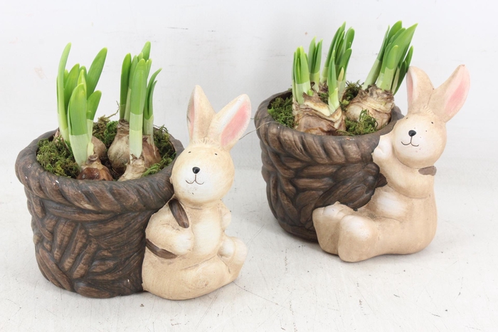 <h4>arr4 Narcis RN - Basket Bunny x5</h4>