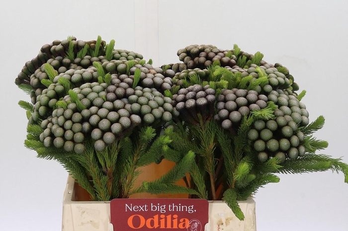 <h4>BRUN ALBIFLORA</h4>