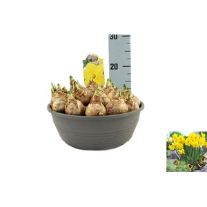 Narcissus Lucky Number