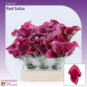 Calla Red Salsa | Dubbelbloemig