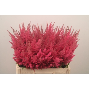Astilbe Else Schluc