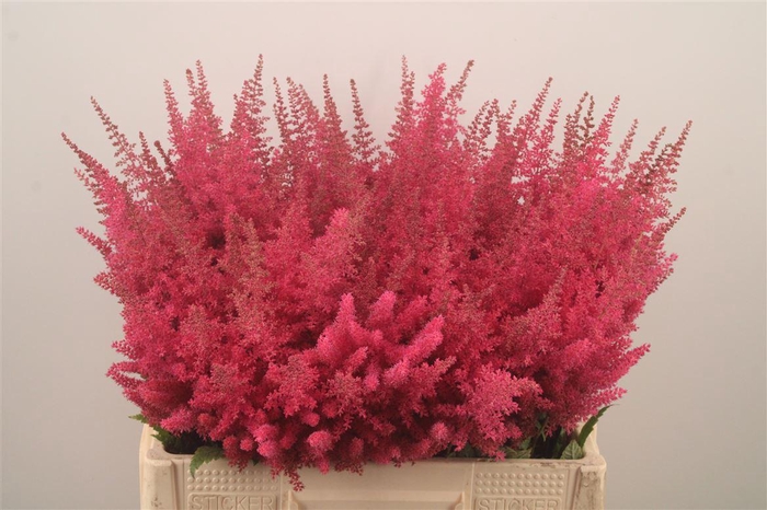 <h4>Astilbe Else Schluc</h4>
