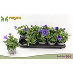 ** Platyco Gr Astra Blu * Spring Deal *