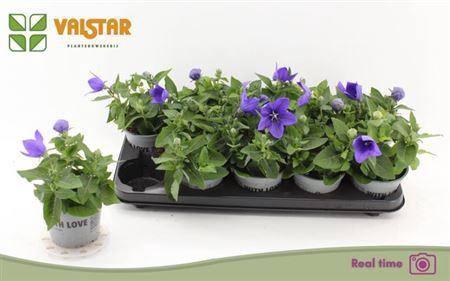 <h4>** Platyco Gr Astra Blu * Spring Deal *</h4>
