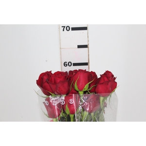 ROSA SAMOURAI 060 CM ESTUFA