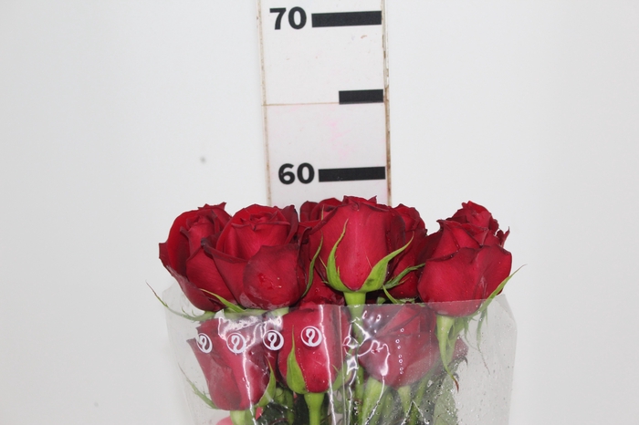<h4>ROSA SAMOURAI 060 CM ESTUFA</h4>