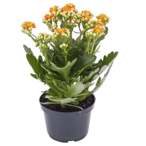 KALANCHOE DOBRADO P11 LARANJA