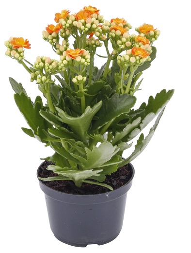 KALANCHOE DOBRADO P11 LARANJA