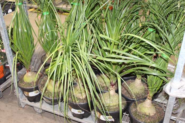 <h4>BEAUCARNEA P24</h4>