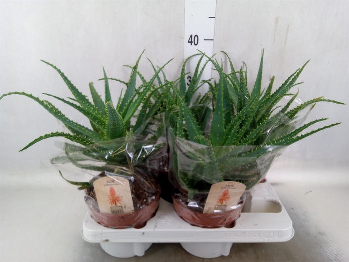 <h4>Aloe arborescens</h4>