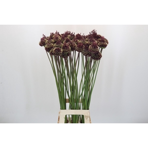 Allium Red Mohican