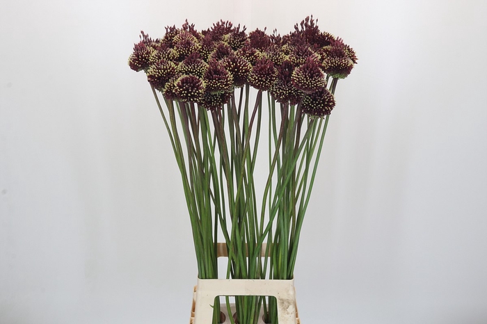 <h4>Allium Red Mohican</h4>