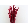 Dried Setaria X5 Cerise Bunch