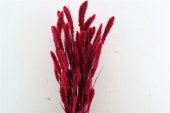 Dried Setaria X5 Cerise Bunch