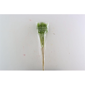 Dried Soft Silk Worms Green Bunch