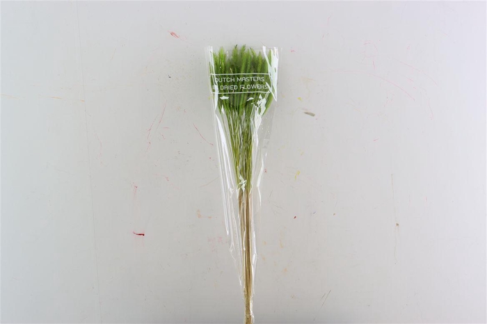 <h4>Dried Soft Silk Worms Green Bunch</h4>