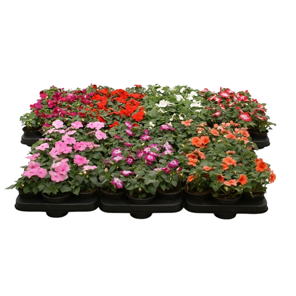 <h4>Impatiens Walleriana mix kar p9</h4>