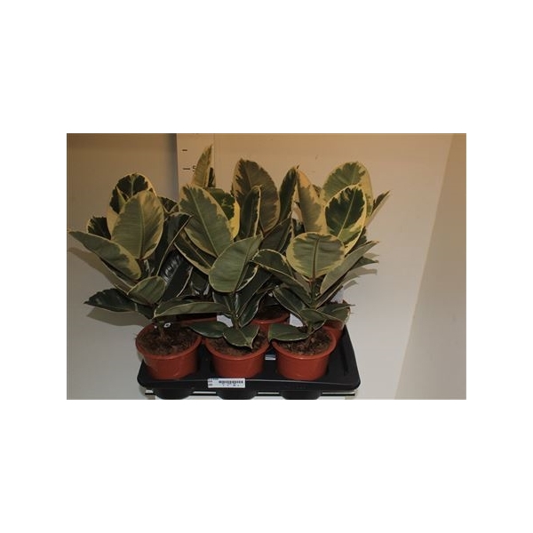 <h4>Fic El Tineke 17cm Pot</h4>