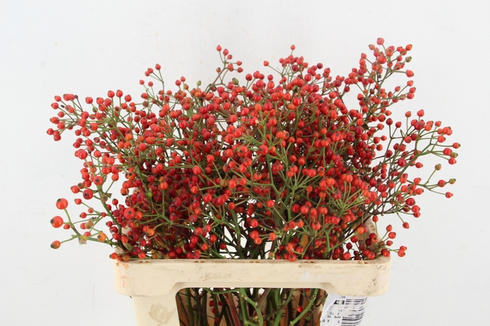 <h4>ROSA TWINKLE HIPHOP</h4>