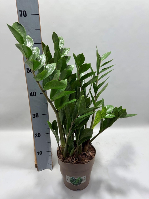 <h4>Zamioculcas zamiifolia</h4>