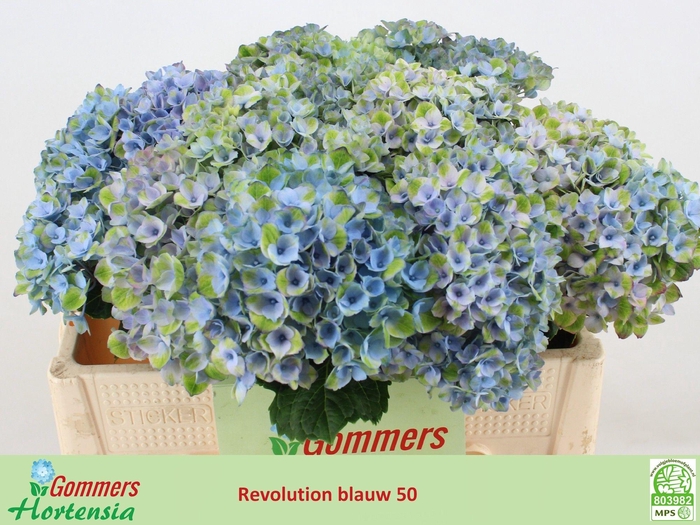 <h4>HYDR M MAG REVOLU BL</h4>