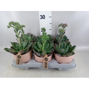 Echeveria  'Blue Prince'
