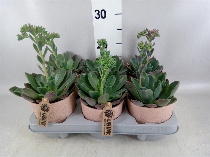 <h4>Echeveria  'Blue Prince'</h4>