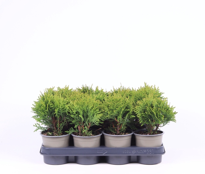 <h4>Thuja Danica</h4>