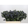 Eryngium Magical Grand Lagoon