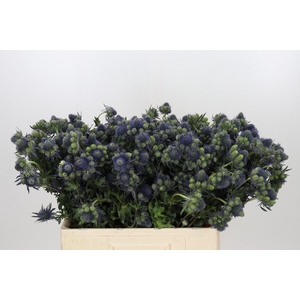 Eryngium Magical Grand Lagoon
